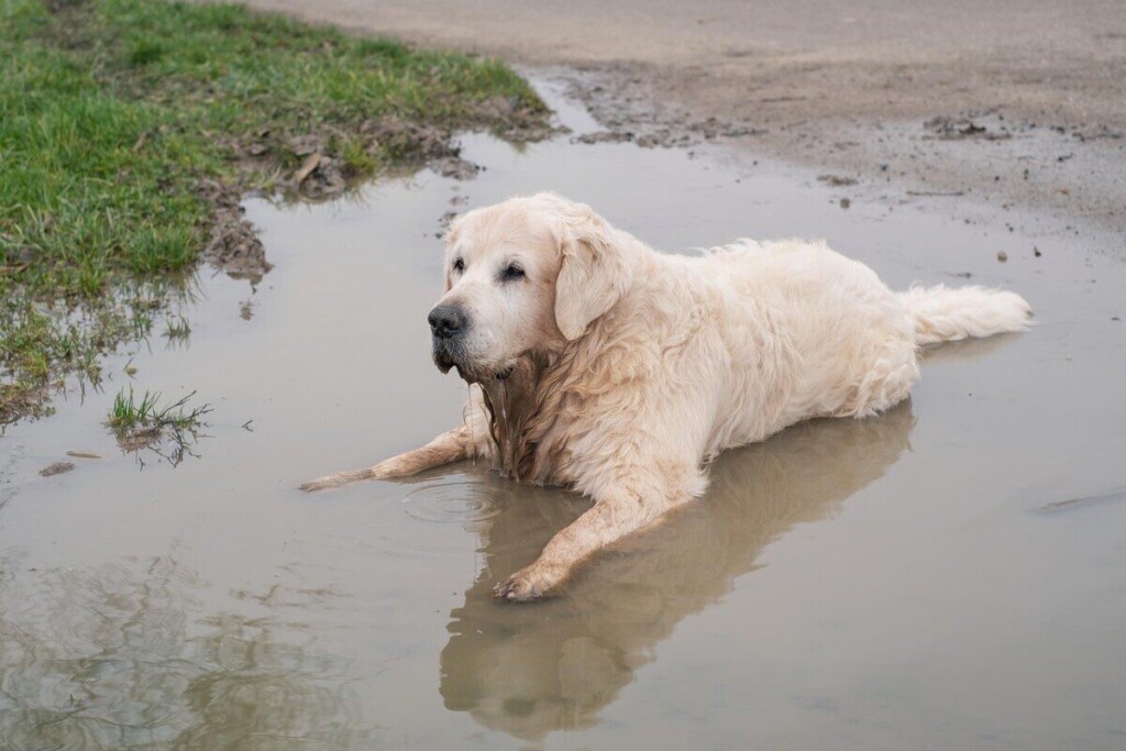 golden retriever, dog, retriever, old, rude, purebred dog, puddle, water, refreshment, relaxation, nature, dog look, loyal to, animal, pet, friendly, domestic animal, fur, cream, wildlife