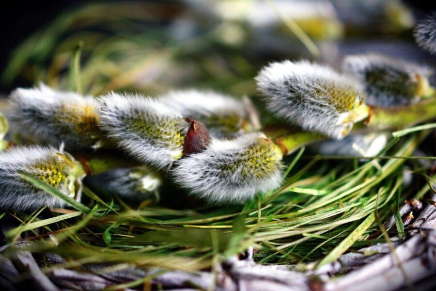 Namų atnaujinimas pavasariui: paprastas būdas patiems pasigaminti dekoratyvinį vainiką