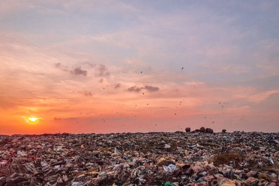 trash, trash land, trash dump, pollution, sky, sunset, reflection, beauty, beautiful, rubbish, srilanka, elephants, nature, elephants eating trash, polythene, asian elephants, earth day