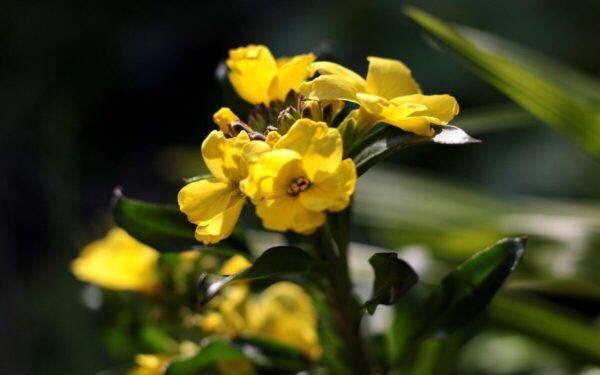 Džiugina kvapu, spalvomis ir lengvu auginimu: ši mažai žinoma gėlė gali tapti jūsų sodo žvaigžde