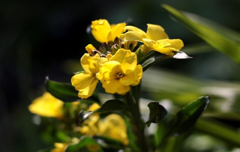 erysimum cheiri, wallflowers, yellow, a 2-year-old, island wallflower, kruisbloemig, floriculture, erysimum cheiri, erysimum cheiri, erysimum cheiri, erysimum cheiri, erysimum cheiri