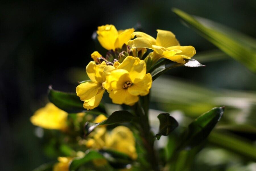 erysimum cheiri, wallflowers, yellow, a 2-year-old, island wallflower, kruisbloemig, floriculture, erysimum cheiri, erysimum cheiri, erysimum cheiri, erysimum cheiri, erysimum cheiri