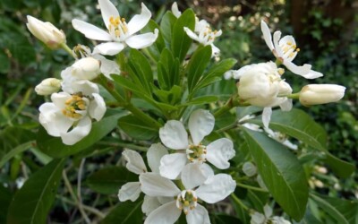 Choisija gali būti idealus pasirinkimas: visžalis krūmas, kuris gausiai žydi ir nereikalauja daug priežiūros