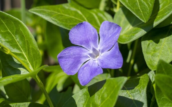 Tvarkingas sodas be chemijos: augalai, kurie padeda atsikratyti piktžolių natūraliai