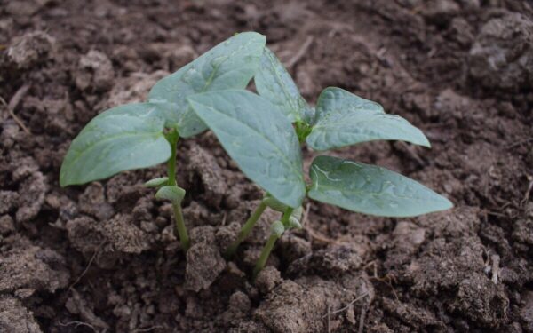 5 lemtingos klaidos, dėl kurių žlugs tavo žiemos sėja: triukas, kurį privalo žinoti visi daržininkai