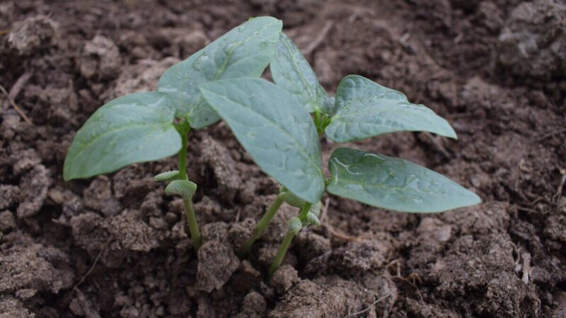 5 lemtingos klaidos, dėl kurių žlugs tavo žiemos sėja: triukas, kurį privalo žinoti visi daržininkai