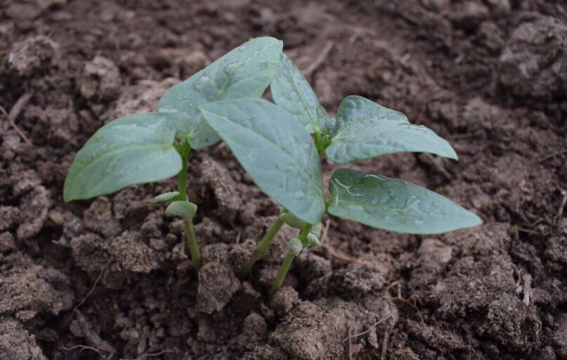 seeding, crop seeding, wheat, crop, agriculture, farm, grain, nature, seed, field, food, seeds, farming, harvest, rural, rice, plant, pharmacy, corn, summer, opiate, yellow, agricultural, farmer