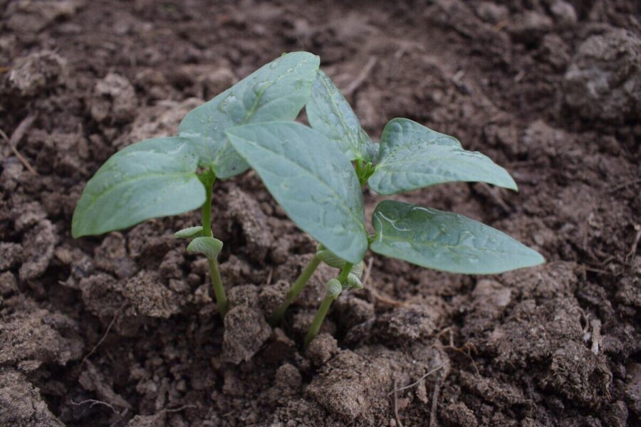 seeding, crop seeding, wheat, crop, agriculture, farm, grain, nature, seed, field, food, seeds, farming, harvest, rural, rice, plant, pharmacy, corn, summer, opiate, yellow, agricultural, farmer