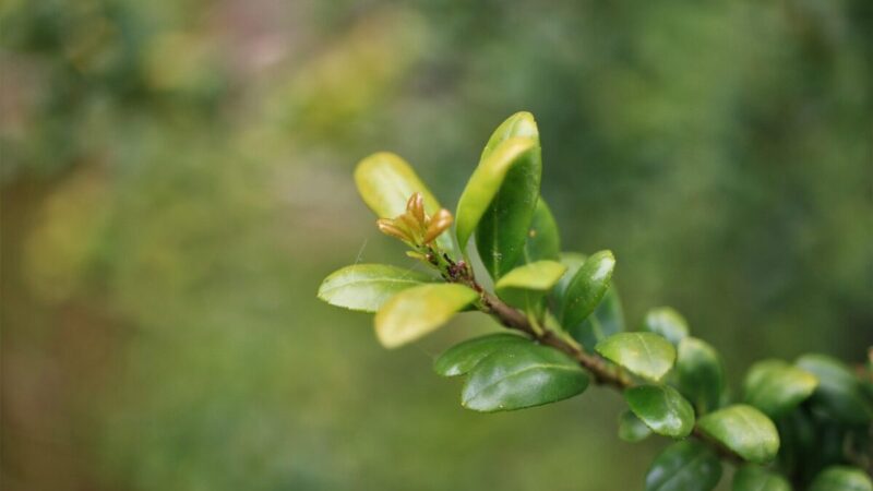 Velykų žaluma be rūpesčių: mažiau priežiūros reikalaujančios alternatyvos bukšmedžiui