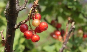 red currant, bush, fruit, currant, currants, nature, garden