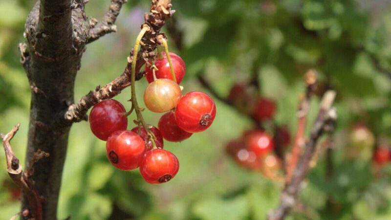 Dėl šios klaidos sodininkai vasarą lieka be uogų: kuo skiriasi juodųjų ir raudonųjų serbentų priežiūra?