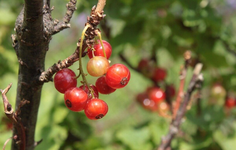 red currant, bush, fruit, currant, currants, nature, garden