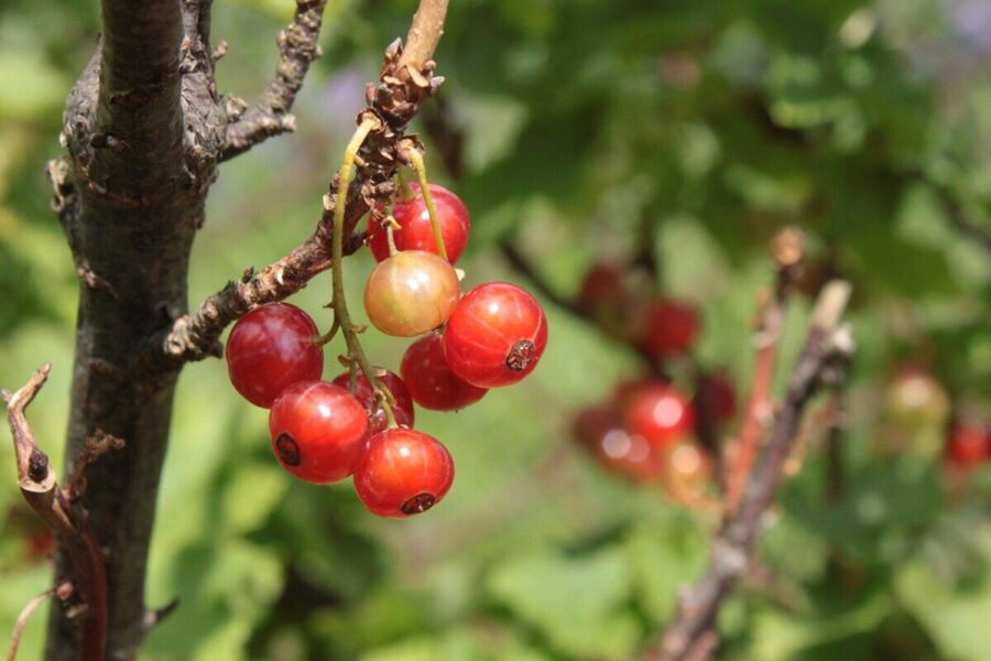 red currant, bush, fruit, currant, currants, nature, garden
