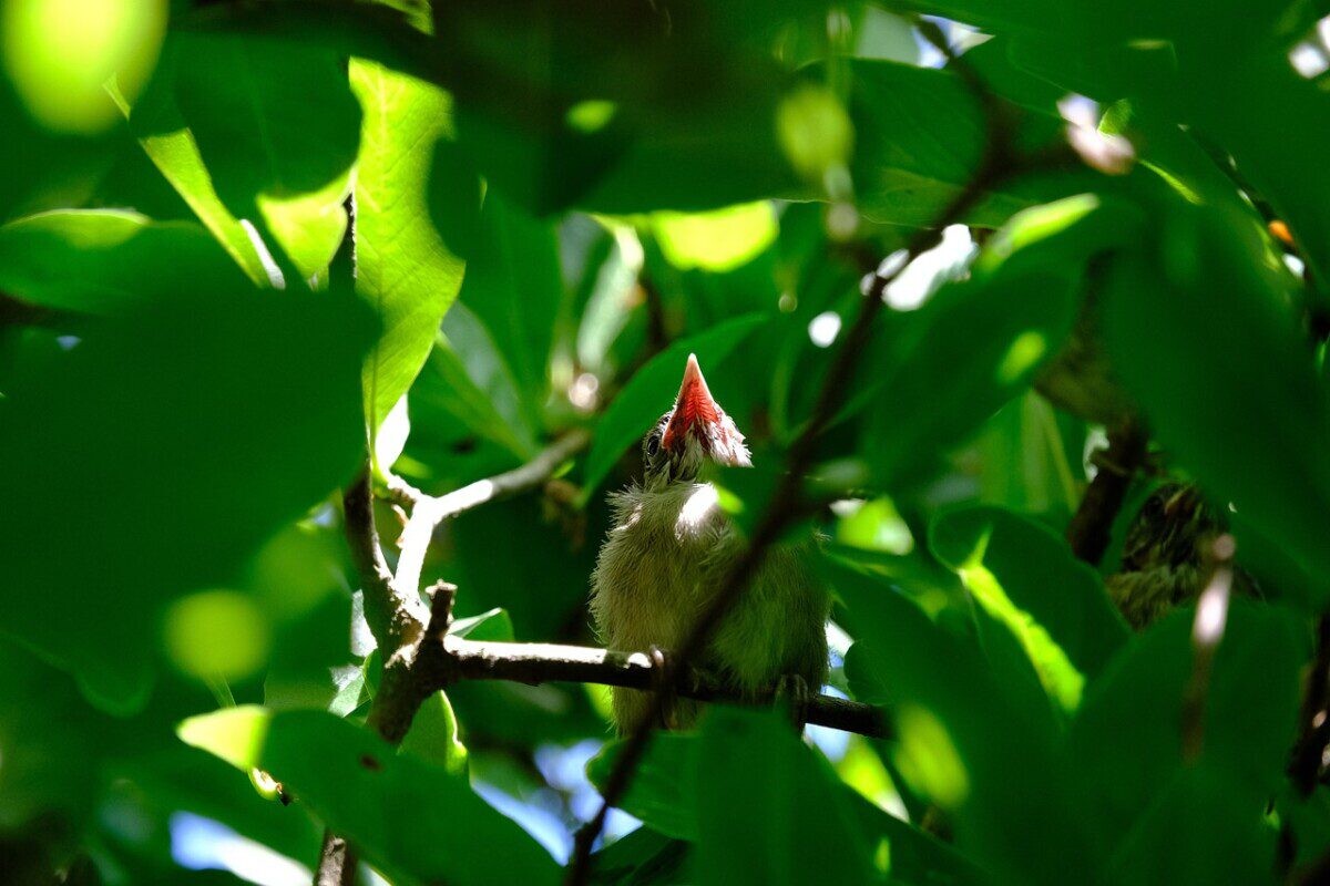 Gražiausias 2026 metų paukštis: ornitologai atskleidžia įdomiausius faktus ir kaip ją pritraukti į savo sodą