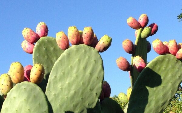 Dygliuota išorė ir išskirtinai saldus vidus: sužinokite, kaip „Opuntia ficus-indica“ užkariavo pasaulį
