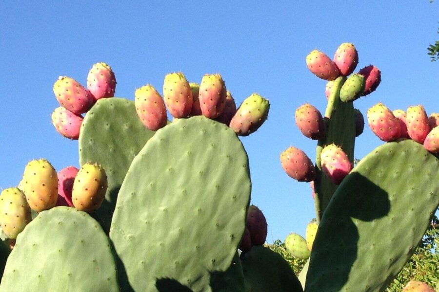 Dygliuota išorė ir išskirtinai saldus vidus: sužinokite, kaip „Opuntia ficus-indica“ užkariavo pasaulį