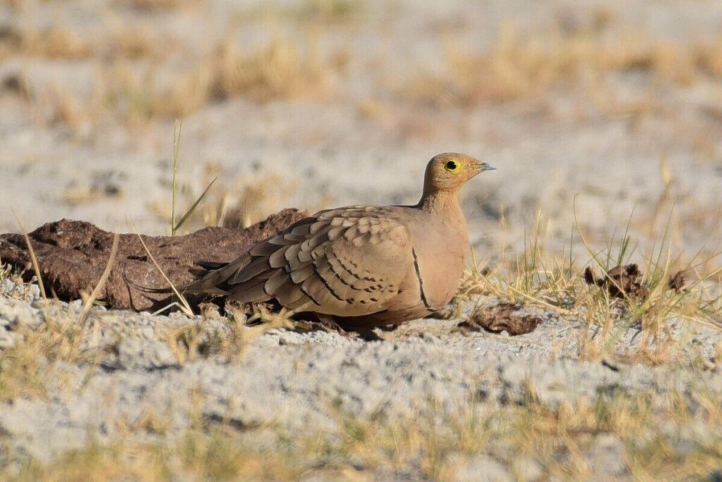 bird, sand courser, desert, nature, beak, feathers, plumage, grass, ground, sambhar lake, dry lake bed