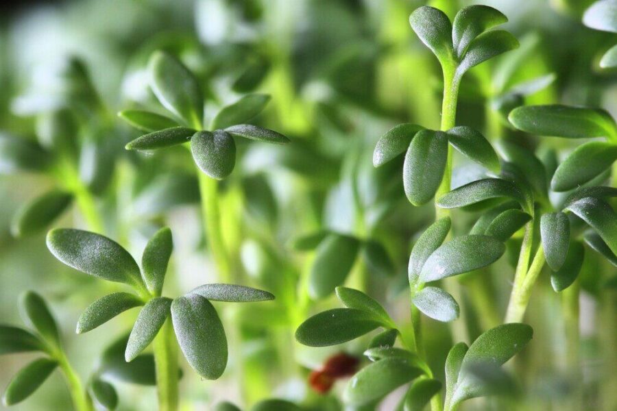 Kresas namuose: paprastas būdas stiprinti imunitetą ir kovoti su pavasariniu nuovargiu