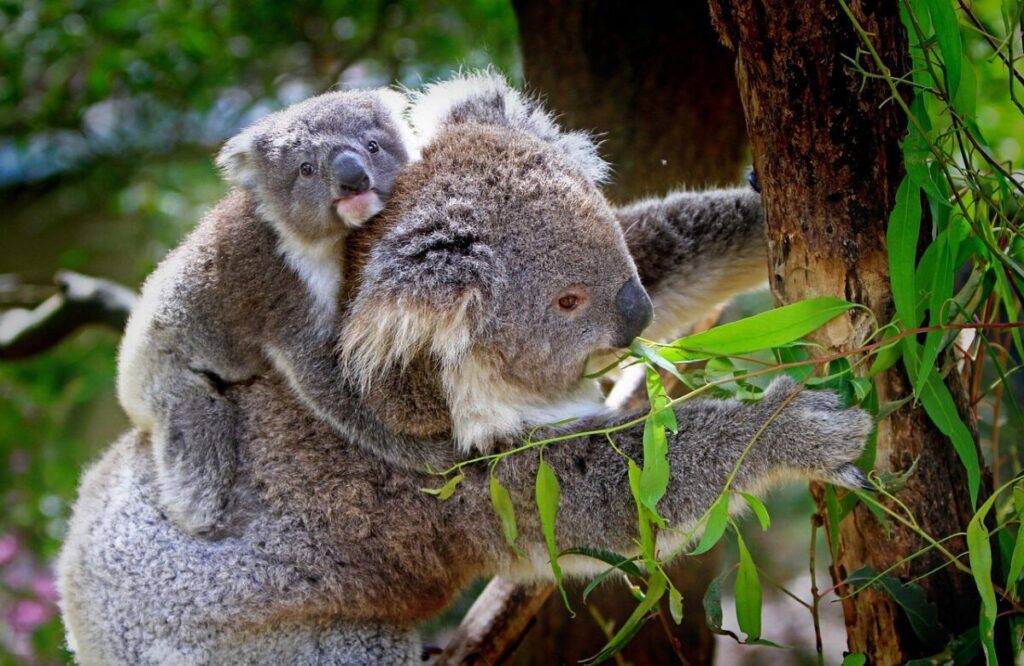 koalas, animals, nature, wildlife, mammals, koala bears, koala joey, mother, young, baby koala, marsupial, furry, fauna, wilderness
