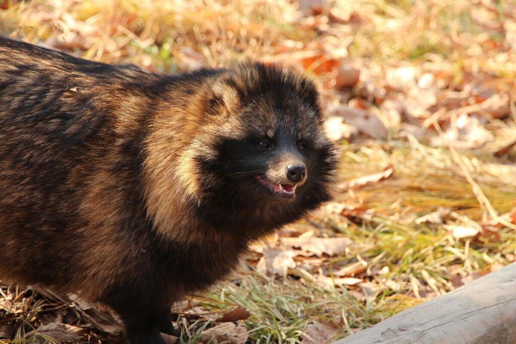 raccoon dog, nyctereutes procyoides, predator, beasts, wild animals, autumn, sight, alive, nature, raccoon dog, raccoon dog, raccoon dog, raccoon dog, raccoon dog