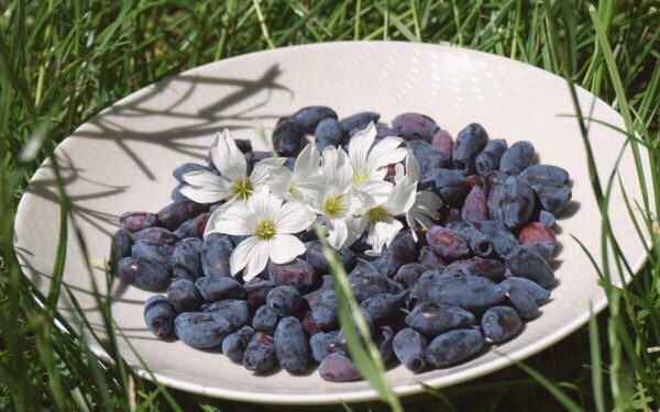 Gausus kamčiatkinės uogos derlius: patarimai, ką sodinti greta, kad uogų būtų daugiau