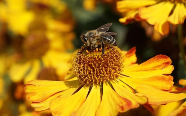 Ryški, nereikli gėlė, žydinti nuo vasaros iki rudens: gailardijos privalumai ir auginimo taisyklės