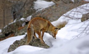 red fox, mammal, predator, carnivorous, animal, wild, cunning, nature, hunting, snow, mountain, winter