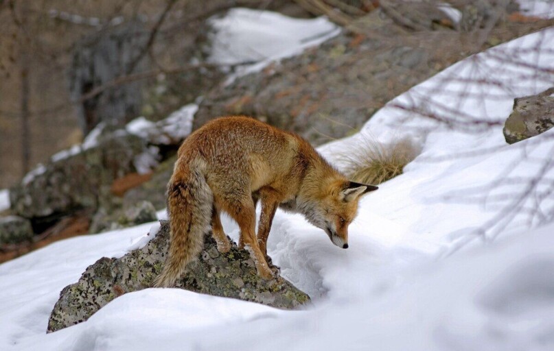 red fox, mammal, predator, carnivorous, animal, wild, cunning, nature, hunting, snow, mountain, winter