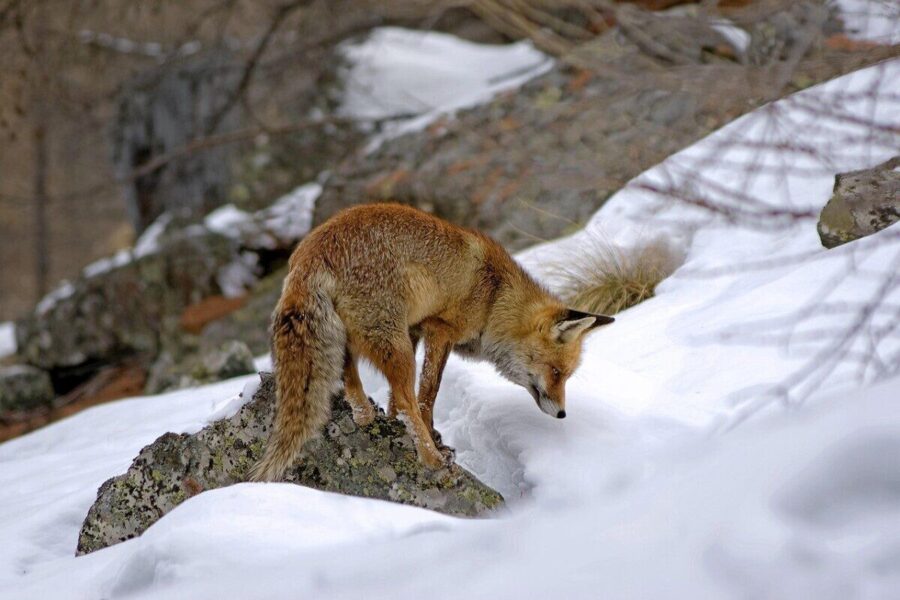 red fox, mammal, predator, carnivorous, animal, wild, cunning, nature, hunting, snow, mountain, winter