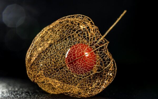 Mitybos specialistai vadina šias uogas stebuklingomis: mažina saldumynų potraukį ir stiprina imunitetą