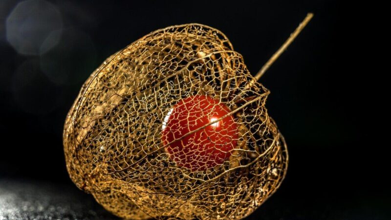 Mitybos specialistai vadina šias uogas stebuklingomis: mažina saldumynų potraukį ir stiprina imunitetą