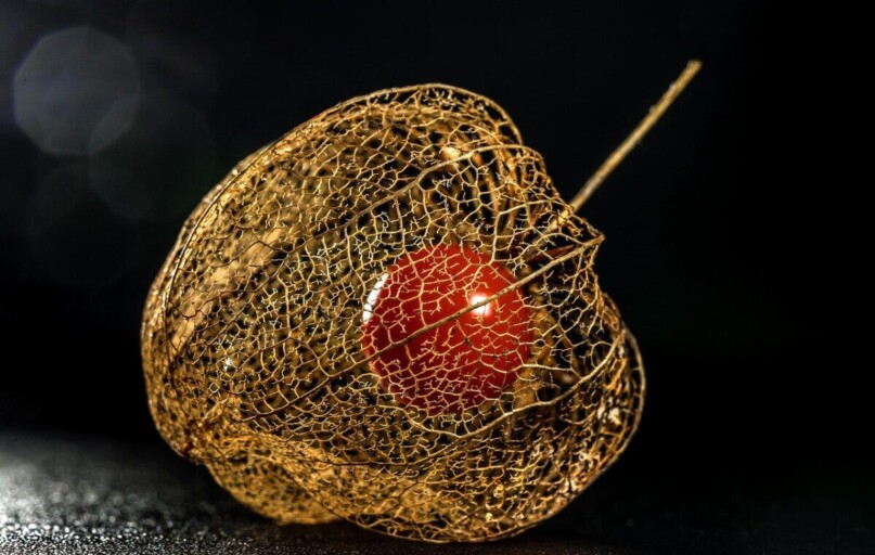 physalis, groundcherry, peruvian groundcherry, nature, physalis, physalis, physalis, physalis, physalis, groundcherry