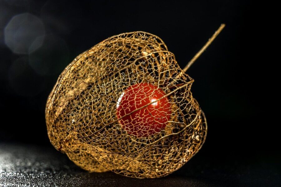 physalis, groundcherry, peruvian groundcherry, nature, physalis, physalis, physalis, physalis, physalis, groundcherry