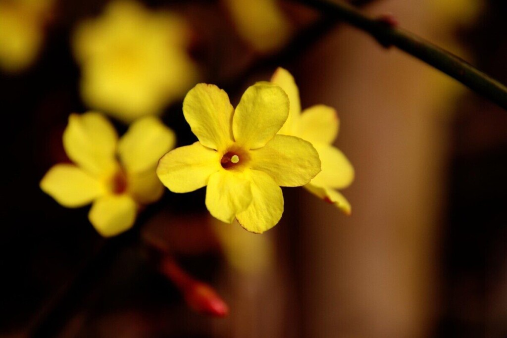 flowers, bloom, botany, blossom, petals, growth, flower background, macro, yellow, flower wallpaper, beautiful flowers, flora, spring, nature, close up, jasminum nudiflorum, winter jasmine, yellow flower