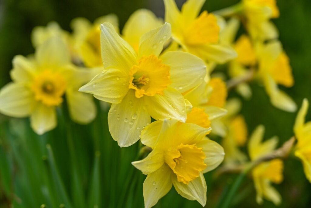 wild daffodils, flower background, daffodils, yellow daffodils, flower wallpaper, narcissus pseudonarcissus, spring, flowers, garden, beautiful flowers, nature
