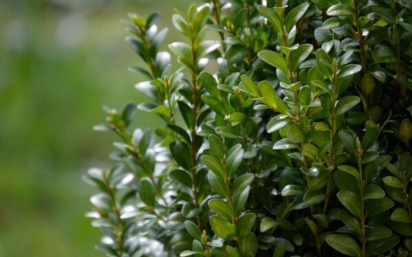 Bukšpano gaivinimas pavasarį: esminiai žingsniai ir patarimai, kada ir kaip teisingai kirpti