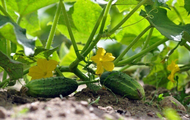 Agurkai. Pexels nuotr.