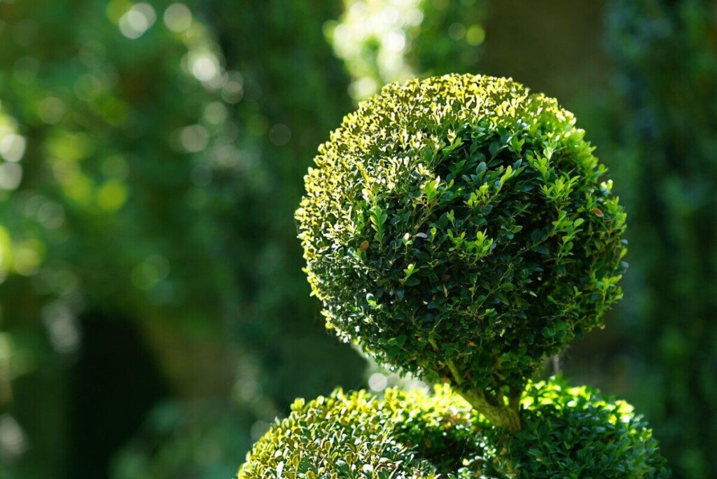 garden, bush, hedge, trees, nature, art, topiary, ball castle, 17th century, louis 13 style, ille-et-vilaine, brittany, bush, hedge, hedge, topiary, topiary, topiary, topiary, topiary