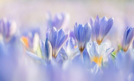 crocuses, flowers, plants, purple flowers, petals, bloom, beautiful flowers, spring flower, flower wallpaper, beginning of spring, early bloomer, harbinger of spring, flower background, spring blossoms, spring awakening, nature
