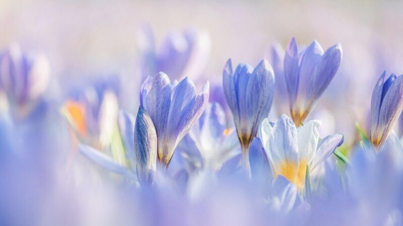 Kol džiaugiamės šiluma, sinoptikai stebi naują ciklonų sistemą: Lietuvą gali pasiekti permainos