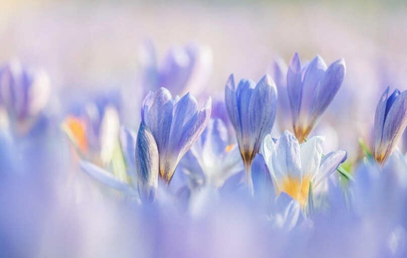 crocuses, flowers, plants, purple flowers, petals, bloom, beautiful flowers, spring flower, flower wallpaper, beginning of spring, early bloomer, harbinger of spring, flower background, spring blossoms, spring awakening, nature