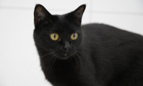 cat, mammal, eyes, animal, wild, wildlife, cute, pet, black, nature, black cat