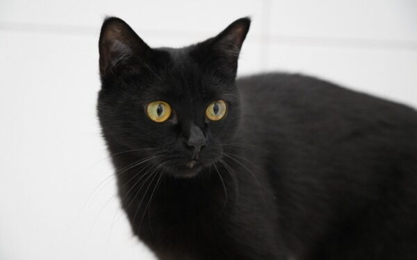 Katinui Nuodėguliui ir šunytei Perlai stop ženklas? Siūlomos naujos Seimo pataisos