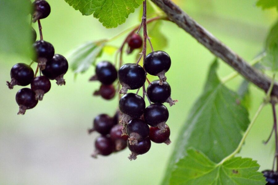 Šie būdai padės užauginti saldesnius serbentus: naminės trąšos ir svarbūs patarimai