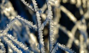 twig, crystals, snow, frost, cold, nature, botany, season