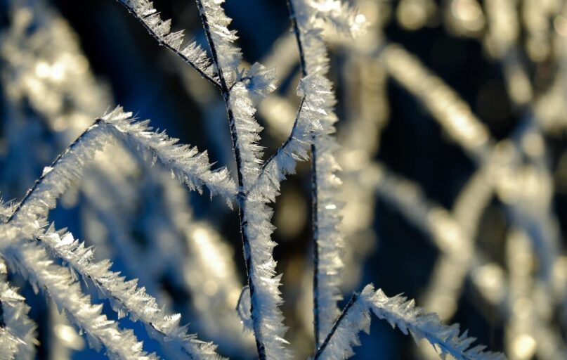 twig, crystals, snow, frost, cold, nature, botany, season