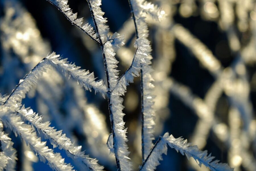 twig, crystals, snow, frost, cold, nature, botany, season