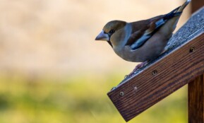 grosbeak, bird, nature, wildlife, hawfinch, bird watching, bird house, animal
