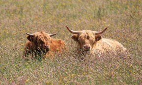 beef, bovine, highland cattle, nature, pasture, cattle, cow, horns, animal