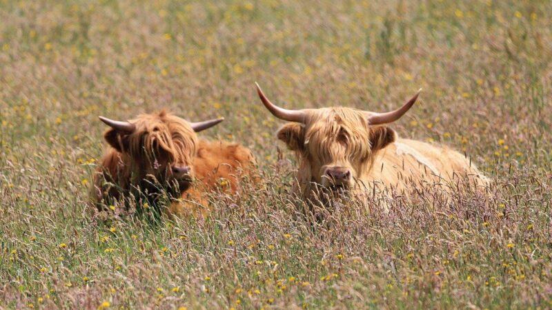 Paramos dalybos prasideda: kas galės pretenduoti ir kokiomis sąlygomis bus skirstomi milijonai?